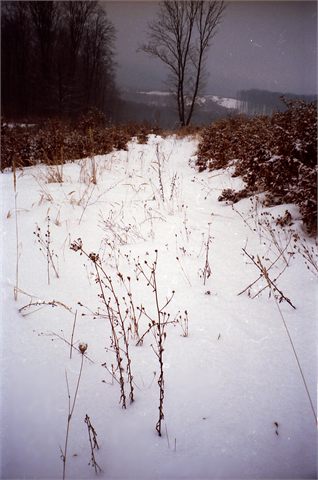 zasněžená cesta + strom
